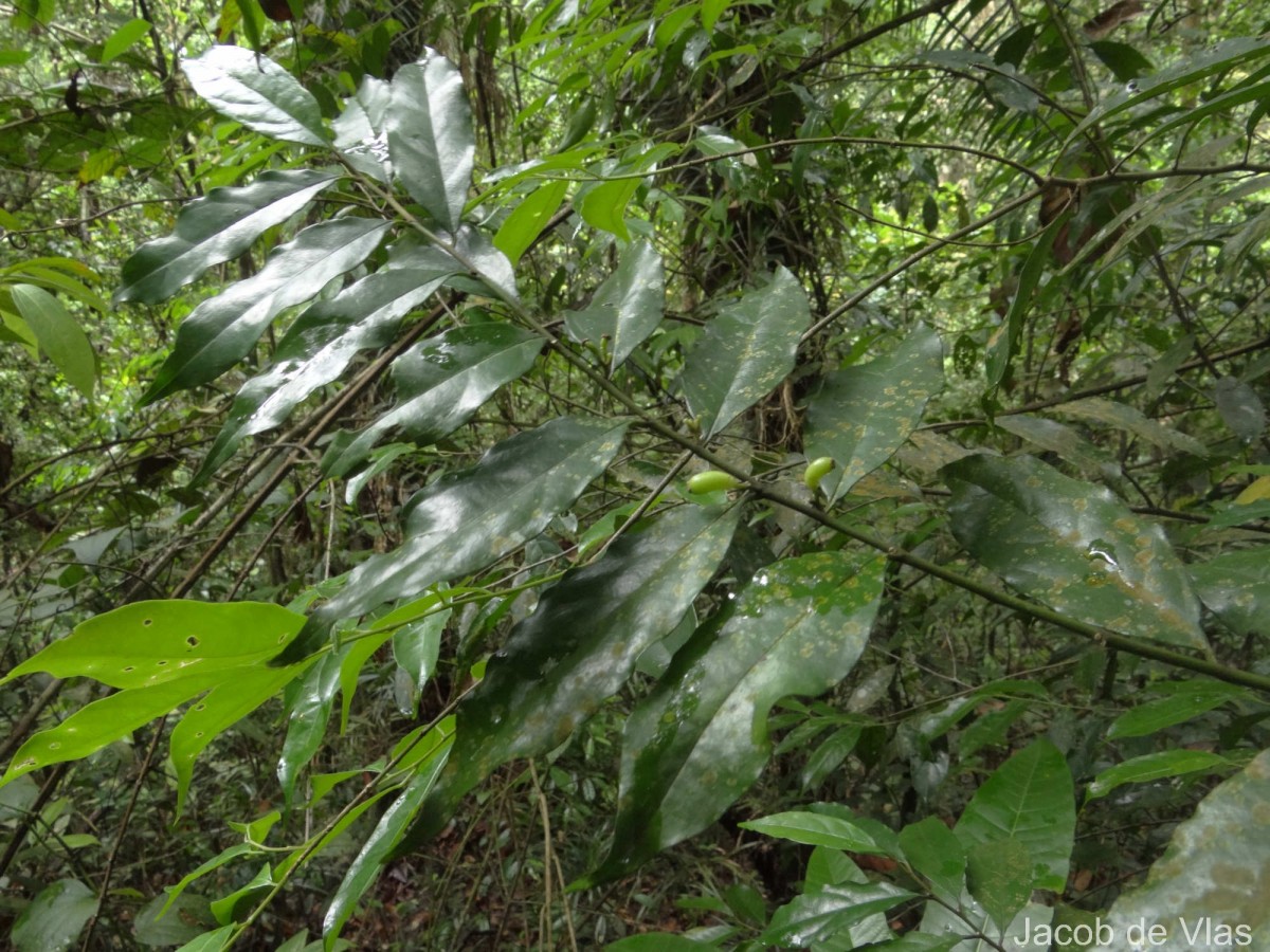 Gomphandra tetrandra (Wall.) Sleumer